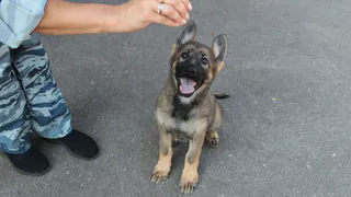 Щенки-полицейские в Коми готовятся к первой службе