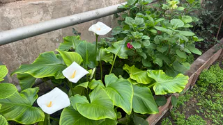 Гортензия требует это в октябре: Две ложки на 10 л в волшебную подкормку - ждите бурного цветения весной