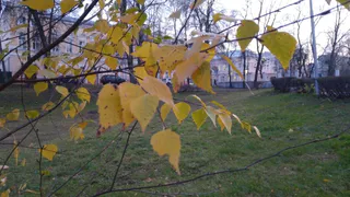 26 октября в Рязанской области ожидается порывистый ветер и до +11