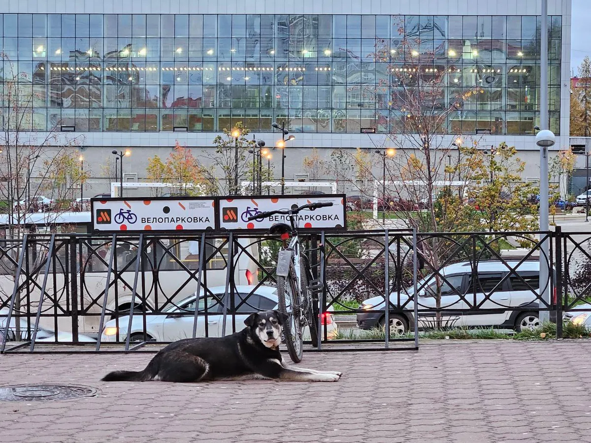 В Магнитогорске суд обязал владелицу собаки выплатить 40 тысяч рублей за нападение на ребенка