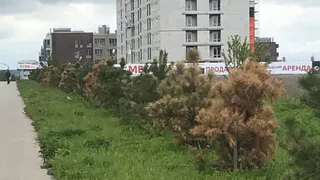 Трудились впустую: в Рыбном засохла Аллея Памяти