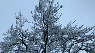 Рязанцам рассказали, где в области свисающие над дорогой сосны угрожают машинам