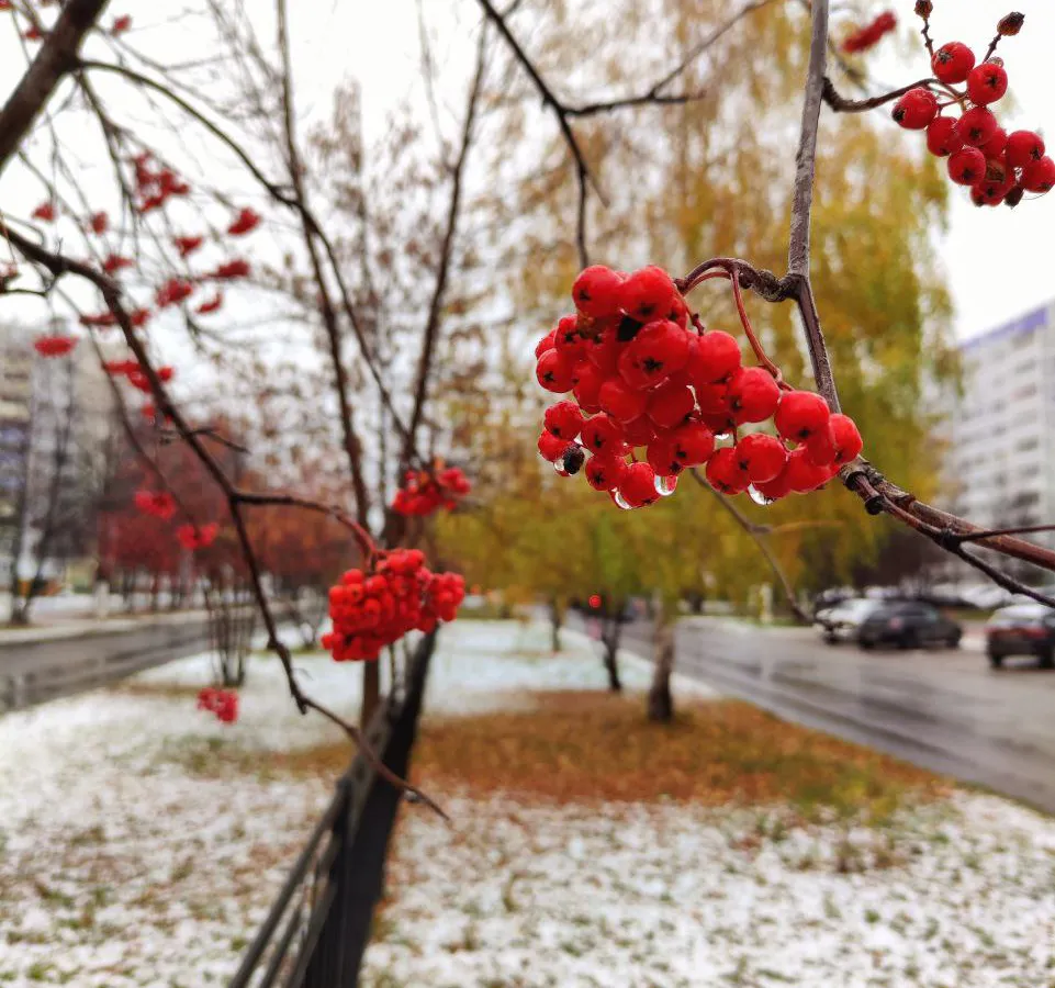 Зима задерживается: снег в Татарстане ожидается не раньше середины декабря