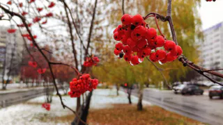 Зима задерживается: снег в Татарстане ожидается не раньше середины декабря