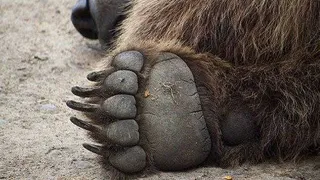 Эксперты назвали, кому принадлежит стопа, найденная в Нижнекамске