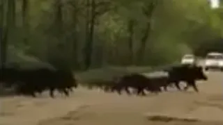 Переходили дорогу: под Рязанью заметили стадо кабанов