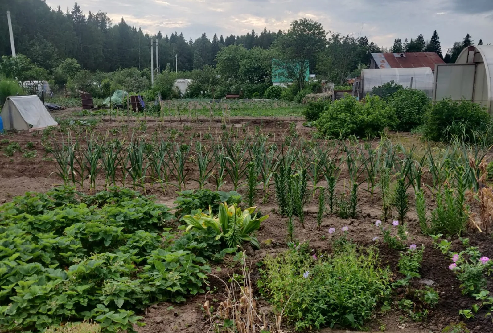 Самое популярное растение у дачников теперь запретили выращивать: новое правило с 1 апреля