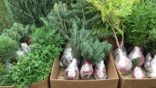 В Коми завезли больше миллиона саженцев неблагополучных сосен и елей