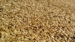 Пшено: полезная крупа, превосходящая гречку