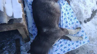 В Рязани мужчина до смерти забил палкой беременную собаку