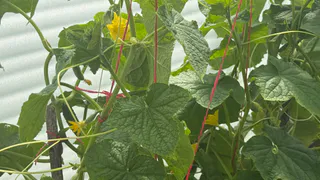 Подкормку для огурцов подсказал сосед, который собирает по 1,5 ведра каждые 2 дня с 6 кустов: теперь делаю так же