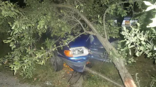 В Новозыбкове произошла авария из-за выбежавшего на дорогу кота