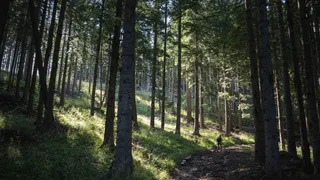 В Гороховецком районе выявлены нарушения при восстановлении лесов