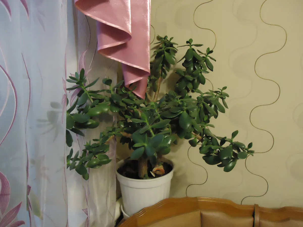 Больше никаких бед: эти 3 комнатных цветка притягивают деньги, любовь и защиту