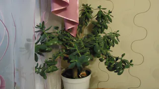 Больше никаких бед: эти 3 комнатных цветка притягивают деньги, любовь и защиту