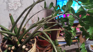 Развожу стакан крупы на 3 л воды и под корень: после такой подкормки даже хилые цветы вмиг оживают и растут прямо на глазах