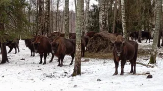 Свою работу возобновляет маршрут «Тропою могучего зубра» во Владимирской области