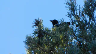 Финалистка «Мисс Россия» из Чувашии подверглась нападению ворон