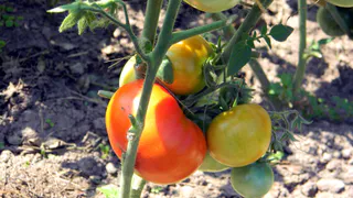 Томаты зацвели: следую этим рекомендациям — ни одного опавшего цветка, завязей море