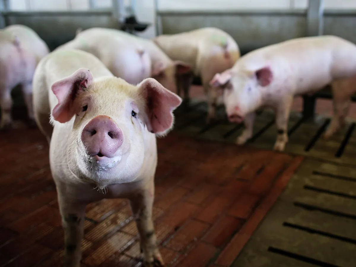 У жителей Пензенской области будут изымать свиней из-за очага африканской чумы