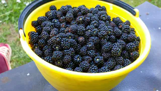 Растим и кормим сочную ежевику: ягоды со спичечный коробок – мощный урожай 