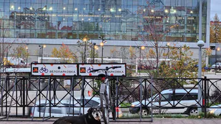 В одном из городов Коми было стерилизовано 76 бродячих собак