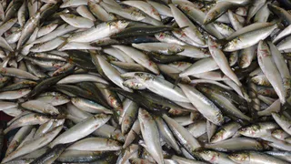 Только эта рыба просто кишит паразитами: мы ее подаем на стол и даем детям. В ней нашли 10-метровых червей