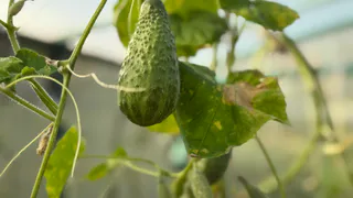 Посадила эти сорта огурцов — собираю по 15 кг с куста: урожай не успеваю перерабатывать