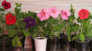 Нижнекамцам предлагают поделиться цветочной рассадой