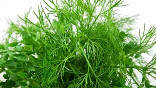 Как вырастить укроп в июле и получить урожай за три дня: проверенный бабушкин метод