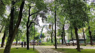 Деревья были больны: как мэрия объясняет вырубку в Наташином Парке