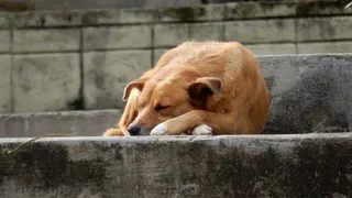 Приметы и запреты на 17 июля: не проходите мимо бездомных животных