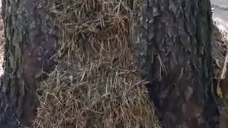 В рязанском лесу обнаружили необычный муравейник
