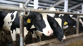 В Селивановском районе откроется модернизированный животноводческий двор