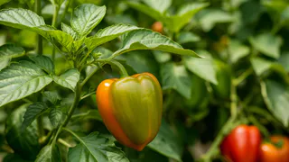 Перцы после высадки поливаю только этим настоем: урожая настолько много, что приходится раздавать всем соседям