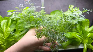 Укроп взойдет щеткой и весь сезон будет кудрявый, без зонтиков - простая советская хитрость ухода за рассадой