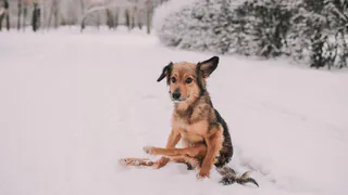 "Дина потрясающая" - рязанец организовал благотворительный концерт, чтобы помочь собаке