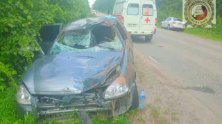 В Чувашии автомобиль сбил лося