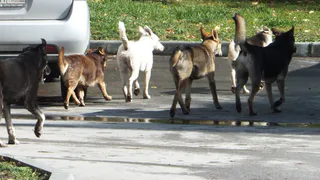 Нижнекамка жалуется на стаи собак
