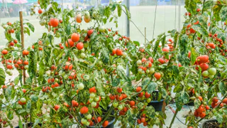 На кусте «места живого» нет от помидоров — этот низкорослый томат устроит на грядках высший пилотаж урожайности