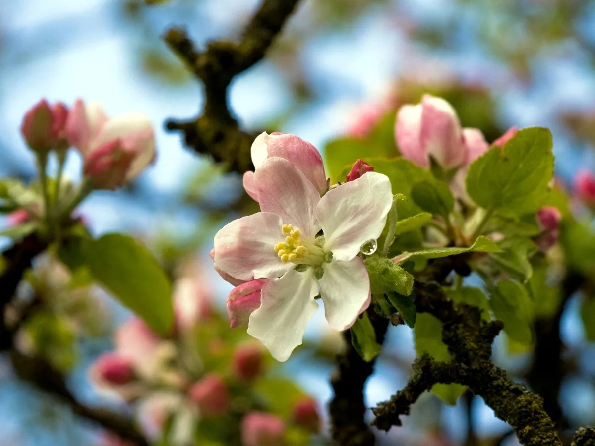 На проспекте Химиков высадят новые яблони