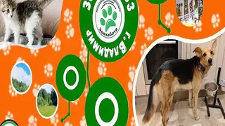 Герда и Айвори из приюта «Зоозабота» ждут людей готовых подарить им заботу и дом