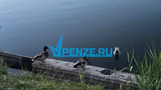 Вдохнуть новую жизнь: к 30 июня 202 года в Сосновоборске благоустроят территорию Горского пруда