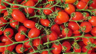 Как добиться богатого урожая помидоров с помощью натуральной подкормки