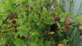 Крыжовник будет усыпан ягодами: всего 3 ложки под куст – и урожая больше в 3 раза, плоды сладкие как мед