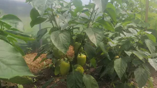 Перцы будут в восторге от этой простой, но очень мощной подкормки: отблагодарят рекордным урожаем