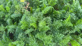 Основная подкормка моркови в августе: самая обычная смесь даст вам яркие, ровные и сладкие корнеплоды