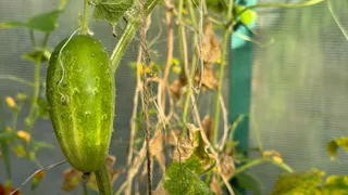 Найден универсальный огурец — одинаково хорош и в салате, и в банке: огородники не нарадуются