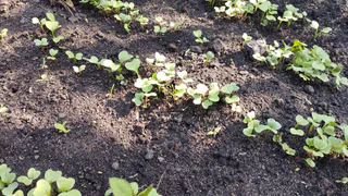 5 ложек на ведро — и редис прет как на дрожжах: вырастет крупным и сладким — мощная подкормка 