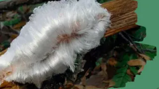 В лесах Владимирской области нашли ледяные волосы